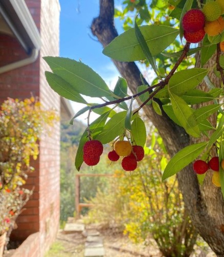 Prunus Cerasifera Nigra